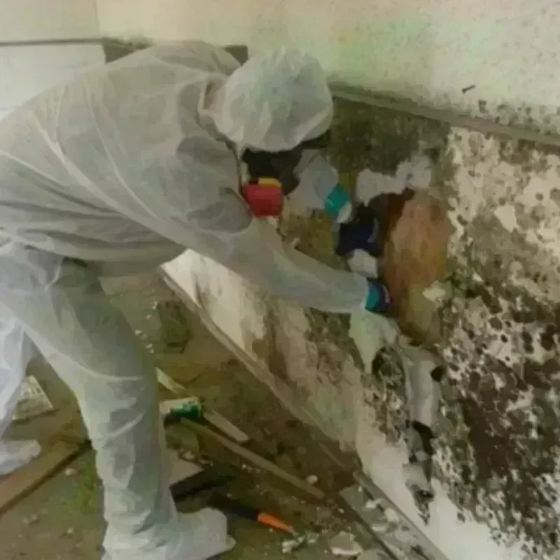 Mold Remediation and Removal in Kiowa, KS